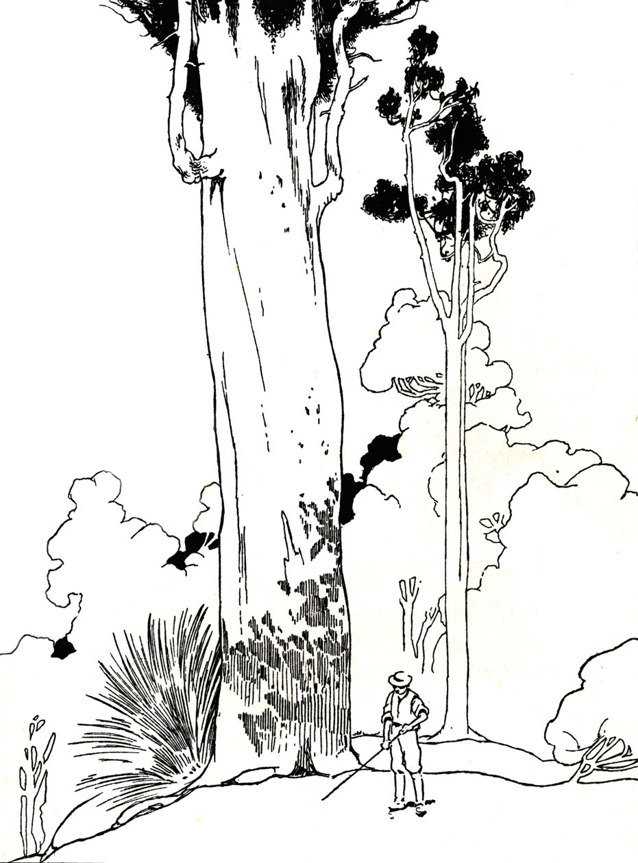 Drzewo Kauri, 1912 autorstwa Charles Robinson