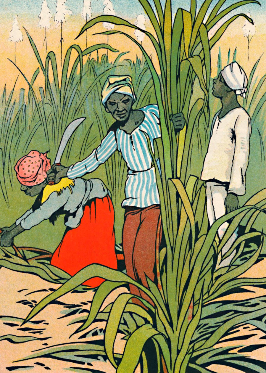 W pracy wśród trzciny cukrowej, 1912 autorstwa Charles Robinson