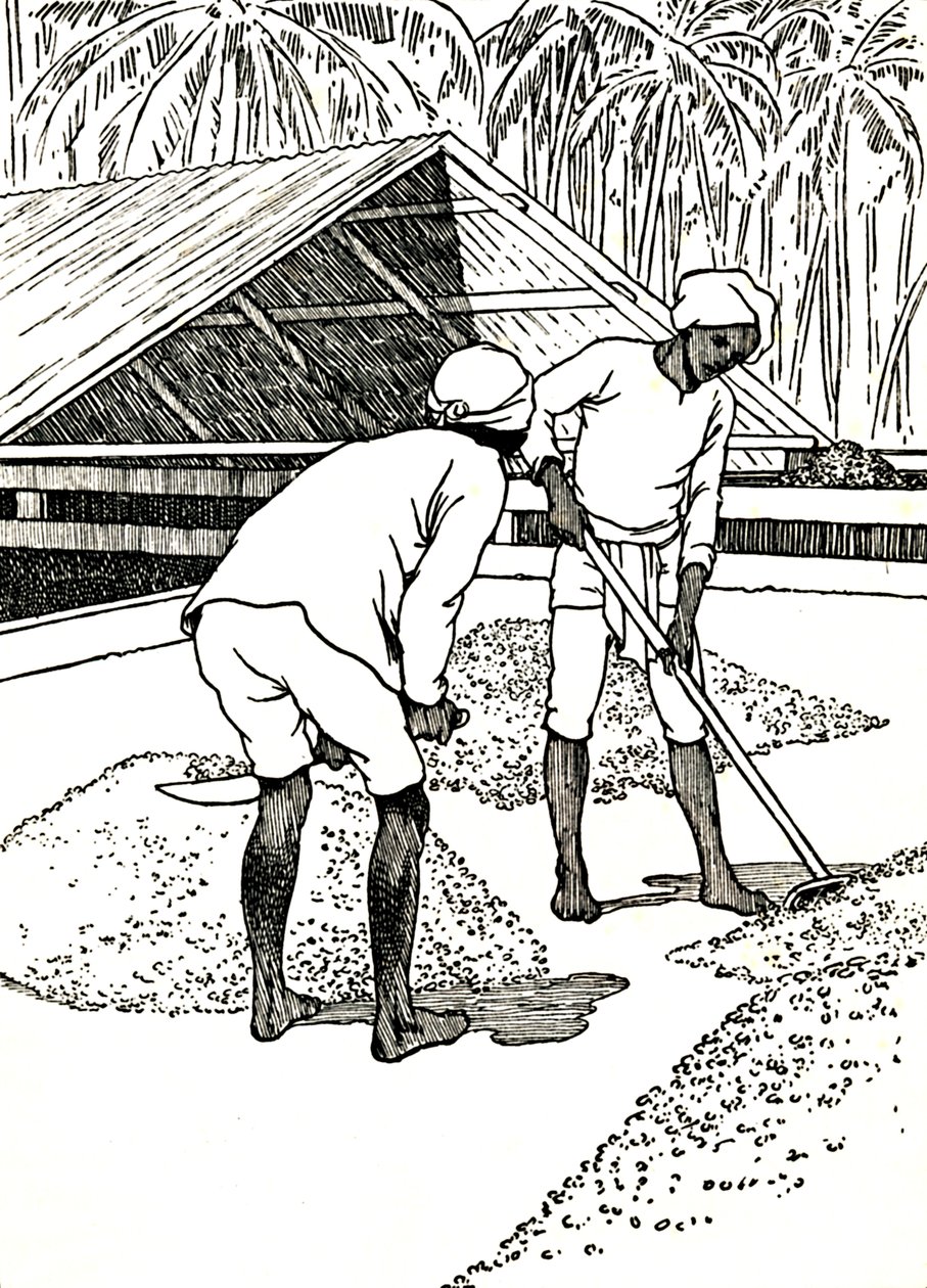 Suszenie kakao, 1912 autorstwa Charles Robinson