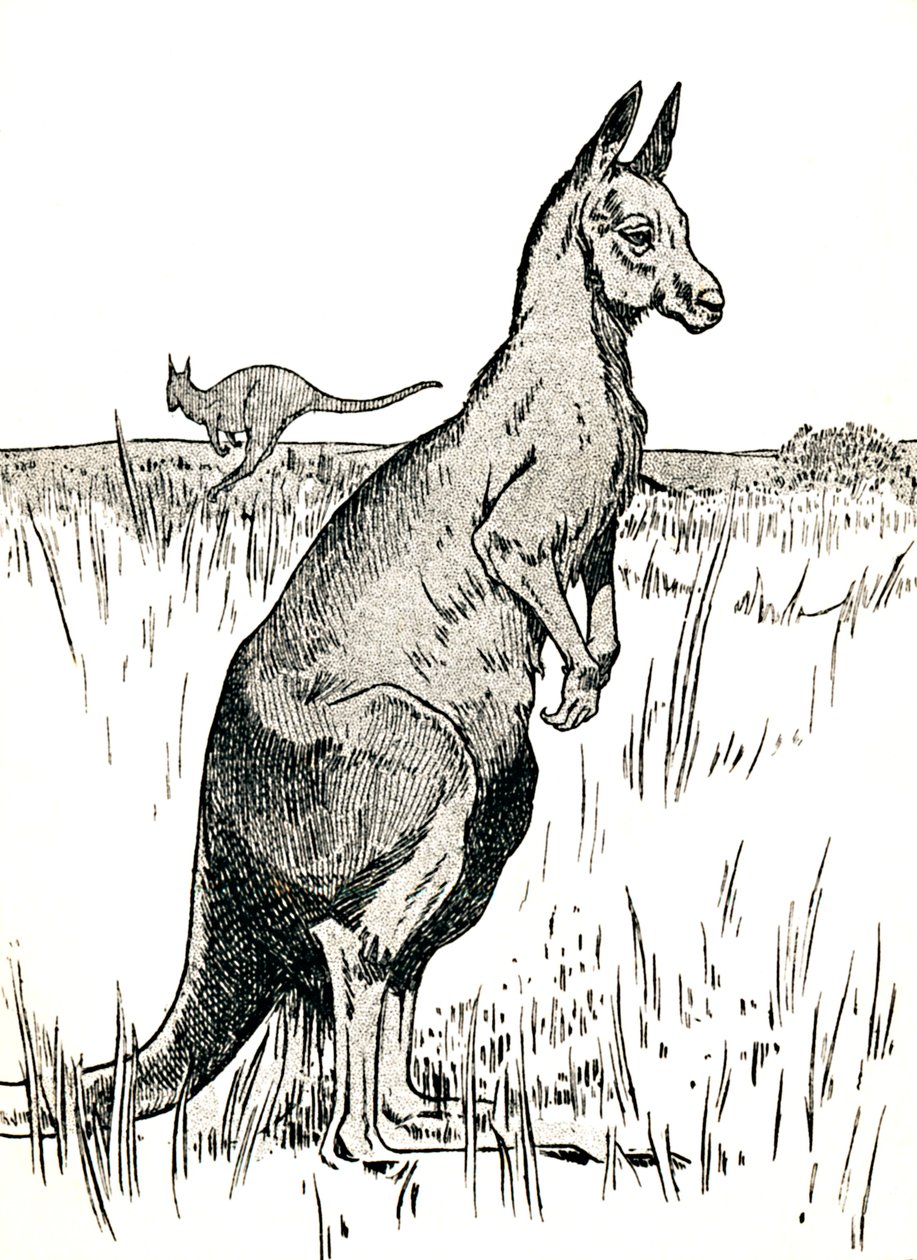 Kangur, 1912 autorstwa Charles Robinson
