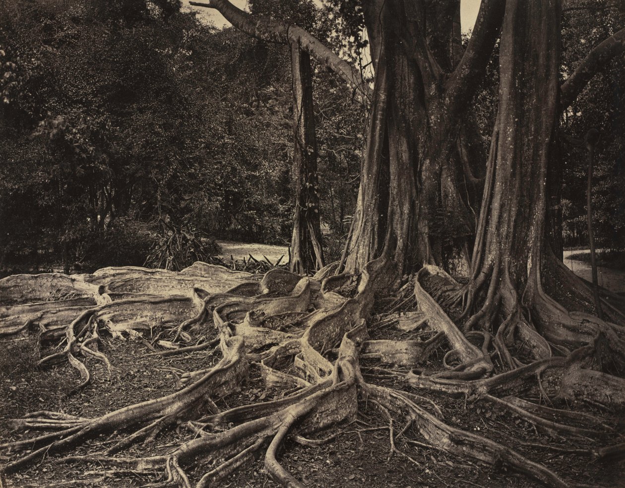 Drzewo kauczukowe, Assam, Indie Ficus Elastica, ok. 1880 r. autorstwa Charles T. Scowen