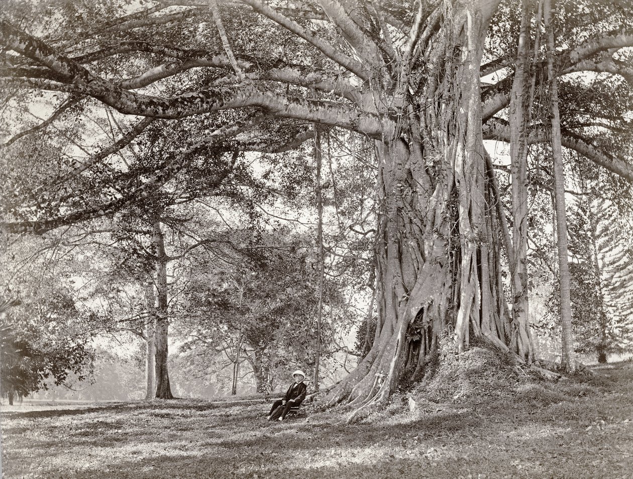Dżentelmen siedzący pod dużym rodzimym drzewem na brytyjskim Cejlonie, obecnie zwanym Sri Lanka, lata 80. XIX wieku autorstwa Charles T Scowen and Co