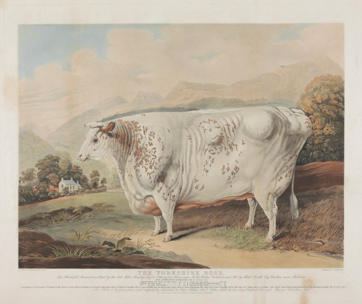 Róża z Yorkshire autorstwa Charles Turner