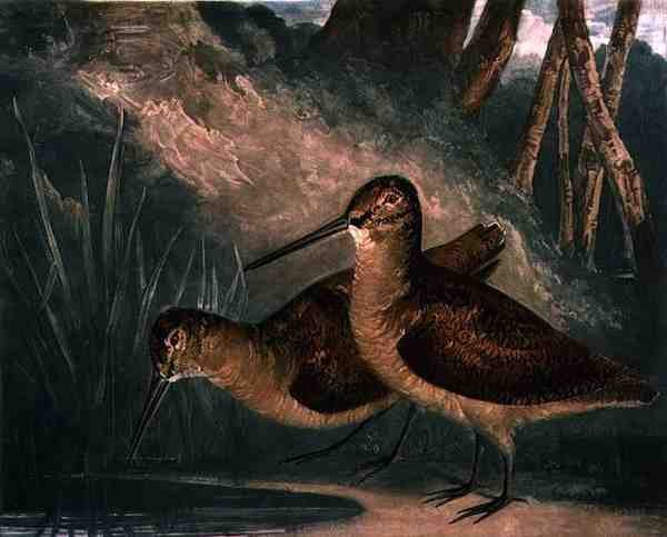 Słonki, tablica 4 z British Feather Game, rycina artysty, wyd. R. Ackermann, ok. 1810 (mezzotinta) autorstwa Charles Turner