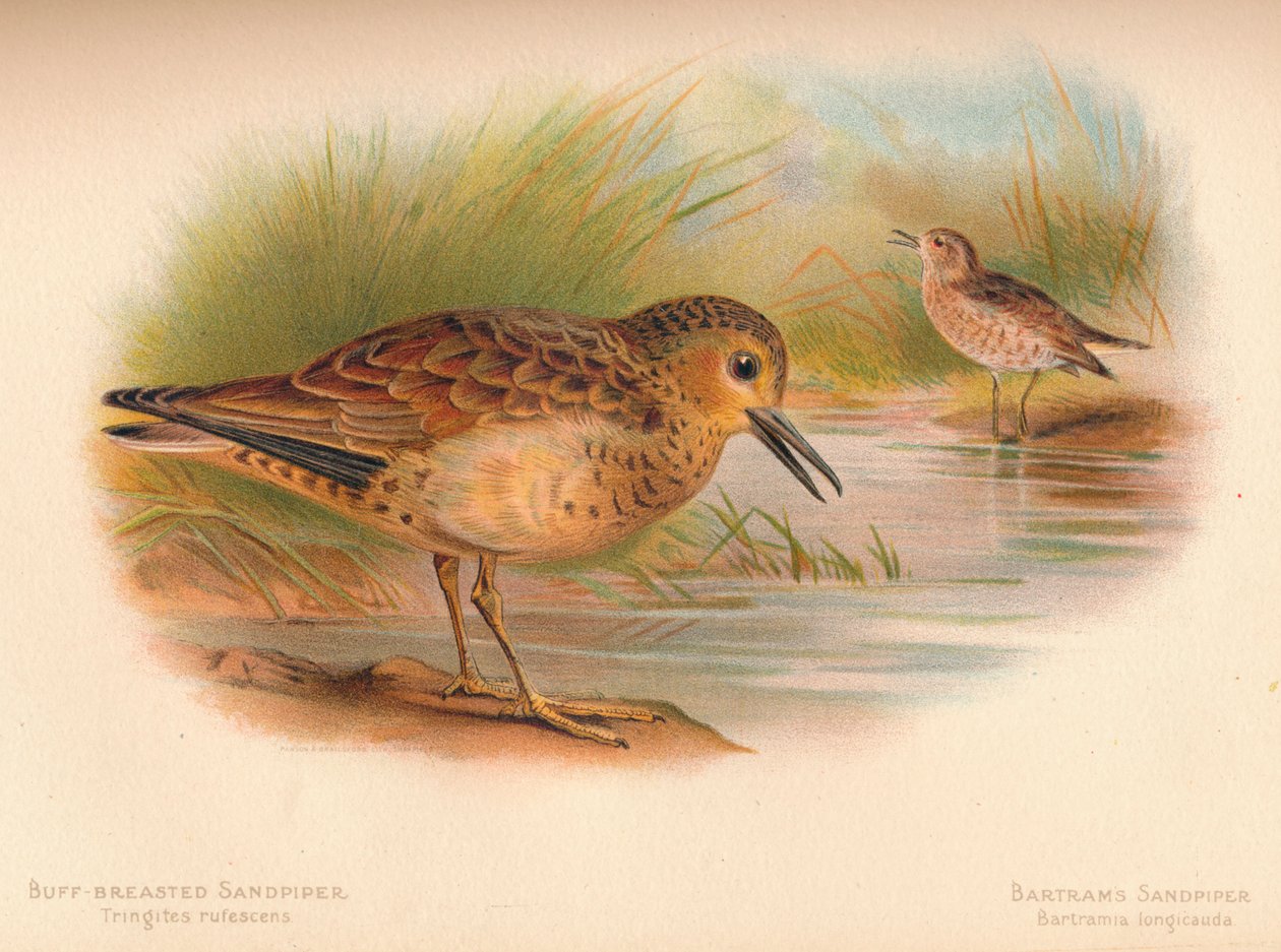 Buff-breasted Sandpiper Tringites rufescns, Bartrams Sandpiper Bartramia longicauda, 1900, 1 autorstwa Charles Whymper