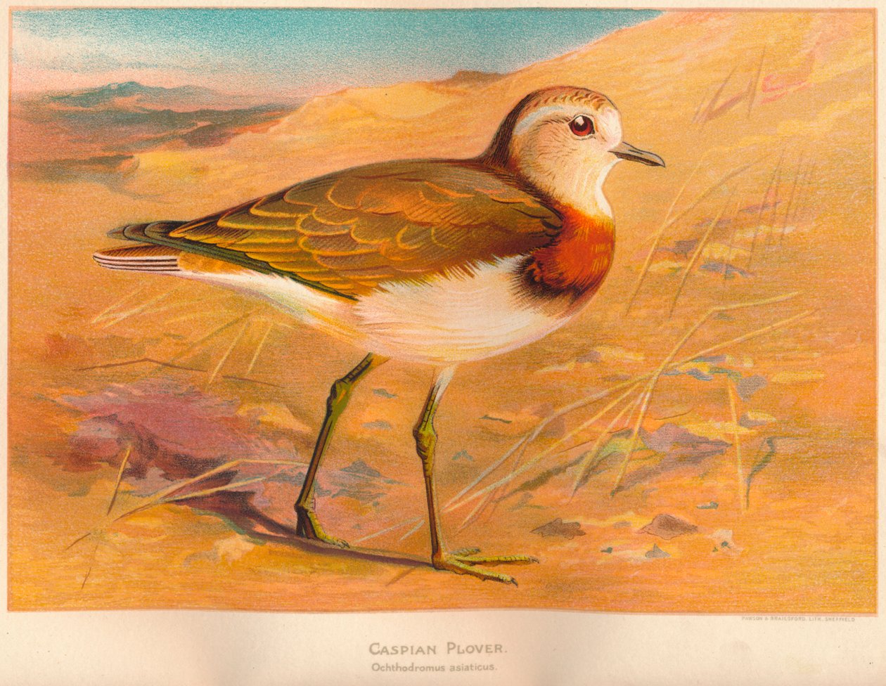 Sieweczka kaspijska Ochthodromus asiaticus, 1900, 1900 autorstwa Charles Whymper