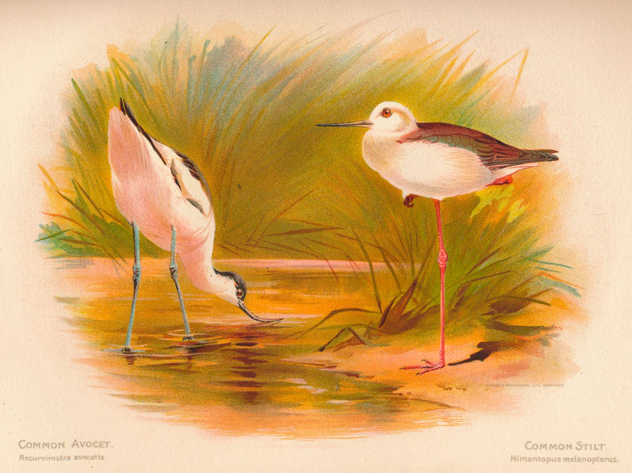 Szaszłyk pospolity Recurvirostra avocetta, Szczudłak pospolity Himantopus melanopterus, 1900, 1900 autorstwa Charles Whymper