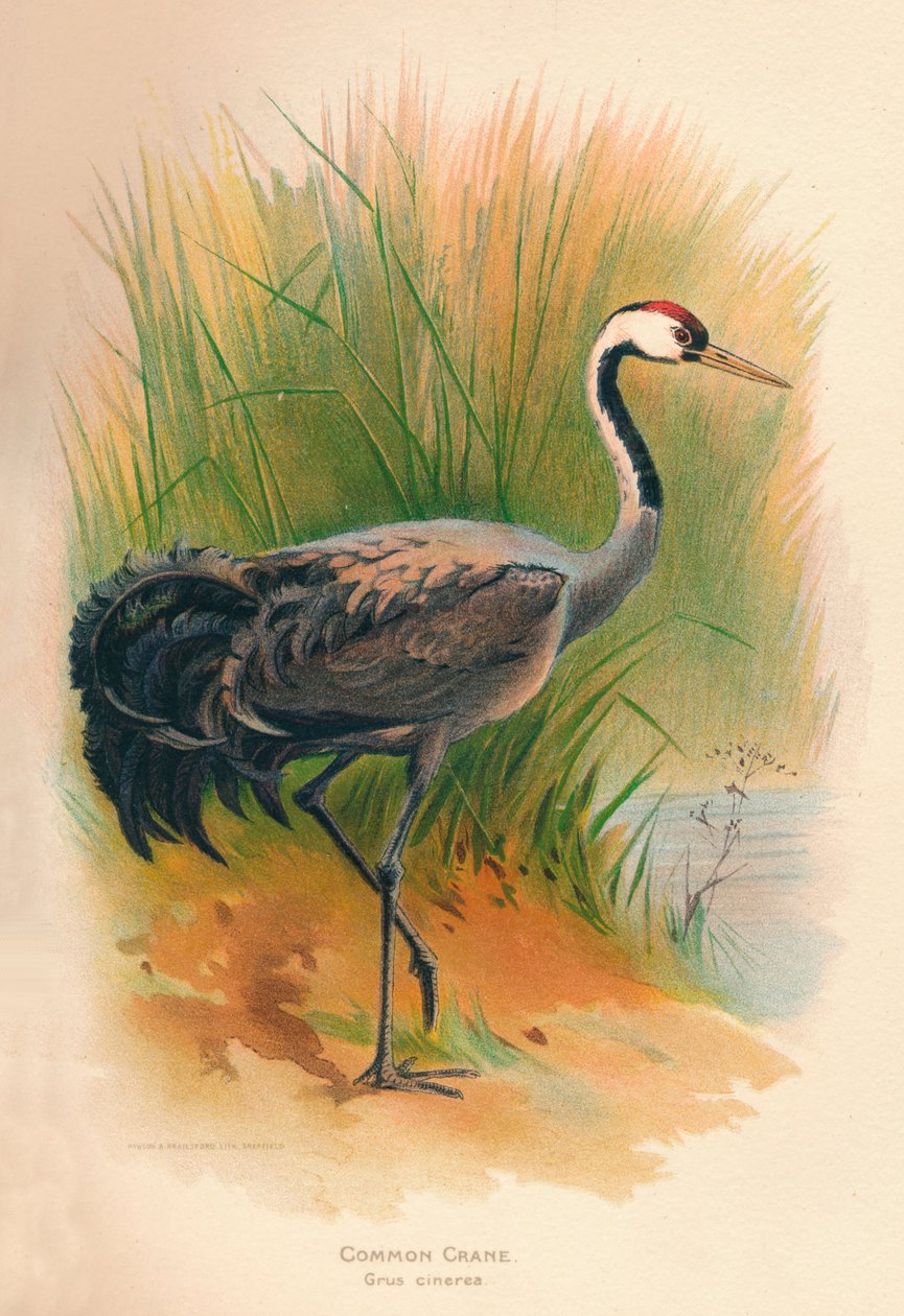 Żuraw Grus cinerea, 1900, 1900 autorstwa Charles Whymper