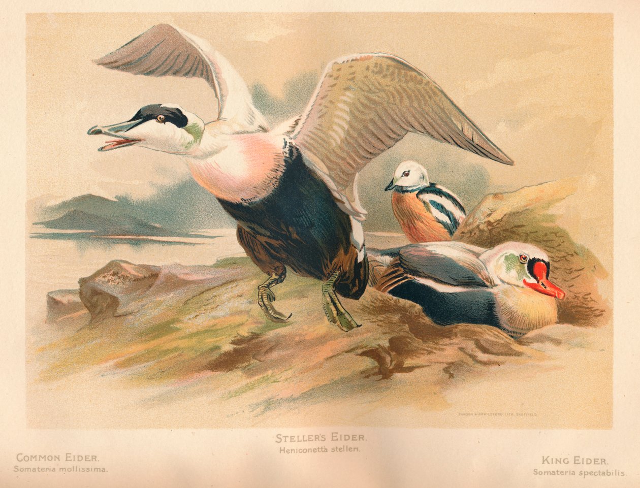 Eider Somateria mollissima, Eider Steller Heniconnetta stelleri, King Eider Somateria autorstwa Charles Whymper