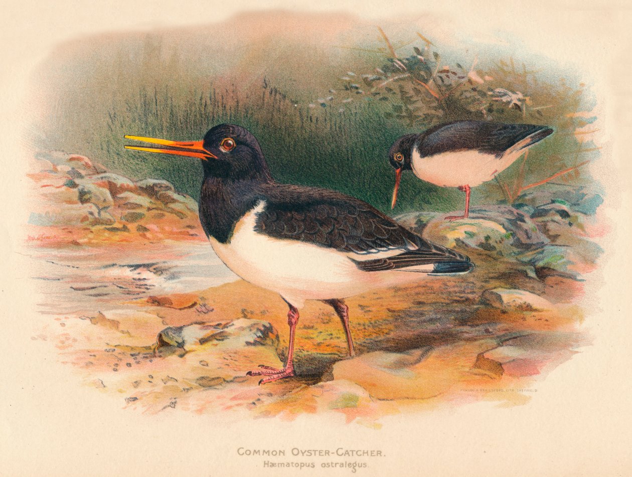 Ostrygojad Haematopus ostralegus, 1900, 1900 autorstwa Charles Whymper