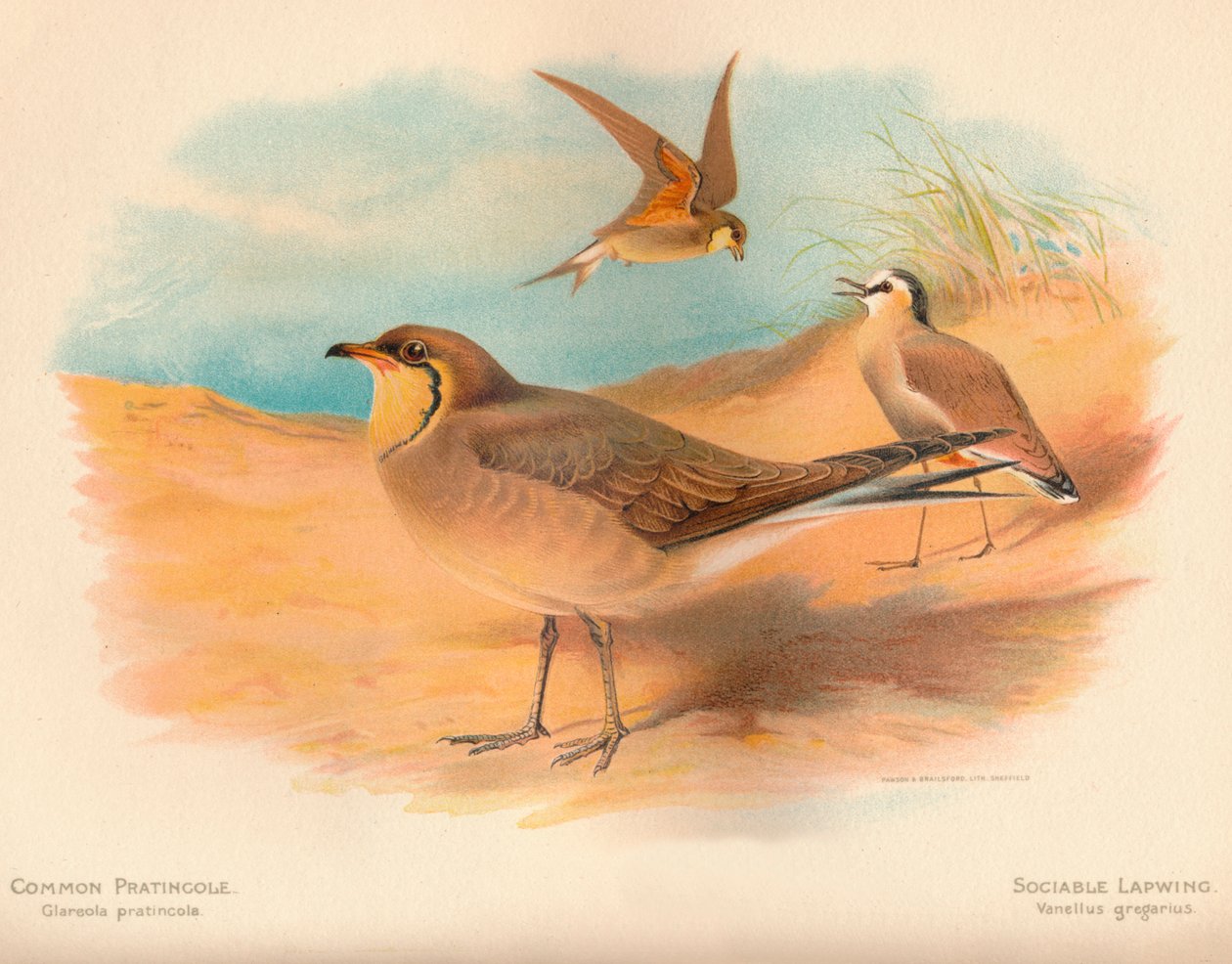 Pratincole pospolita Glareola pratincola, czajka towarzyska Vanellus gregarius, 1900, 1900 autorstwa Charles Whymper