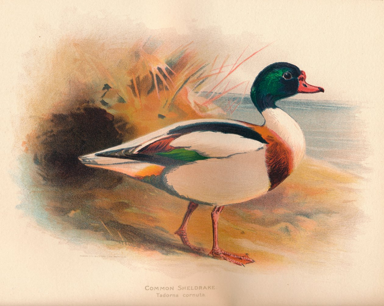 Ohar Tadorna cornuta, 1900, 1900 autorstwa Charles Whymper
