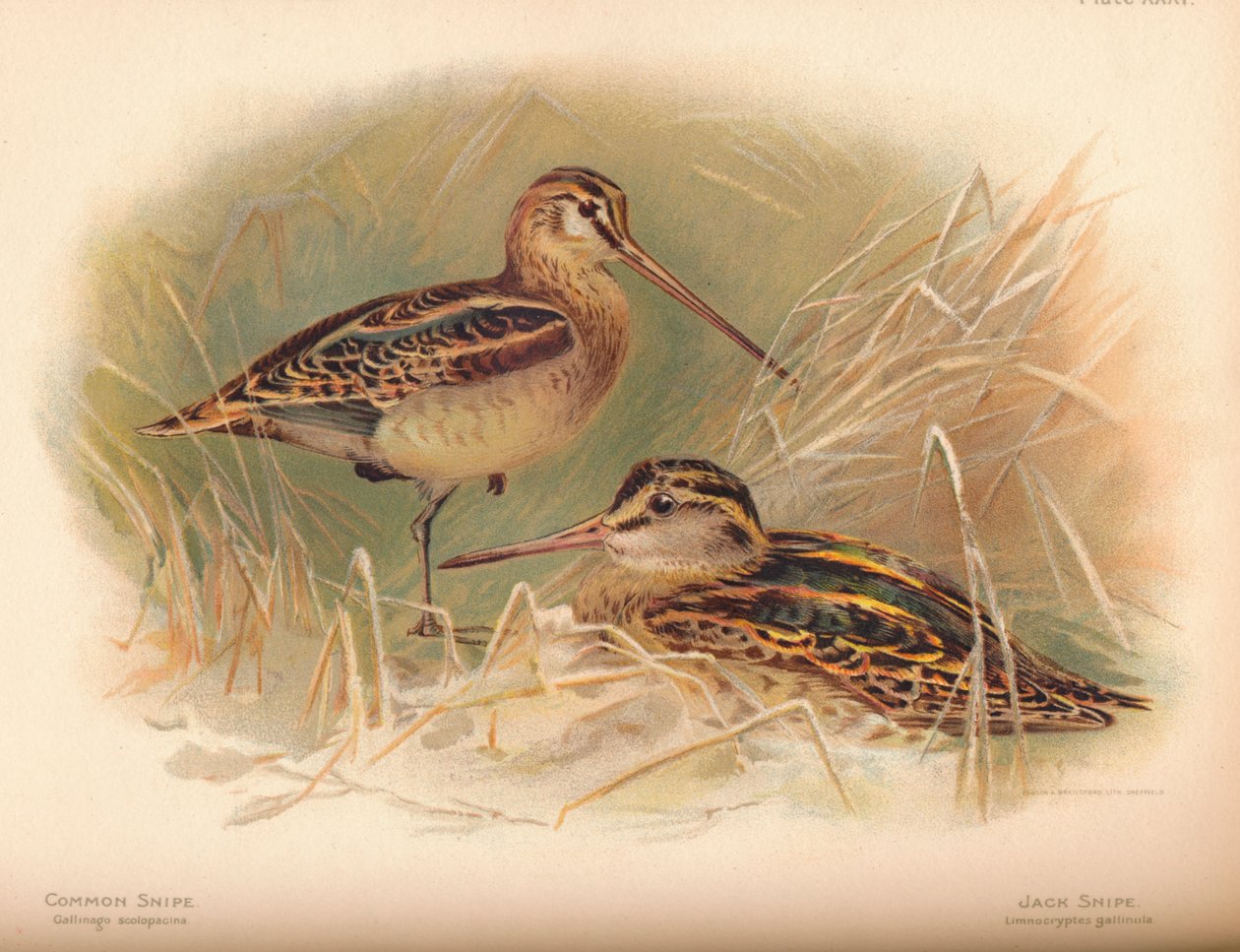 Kszyk zwyczajny Gallinago scolopacina, Jack Snipe Limnocryptes gallinula, 1900, 1900 autorstwa Charles Whymper