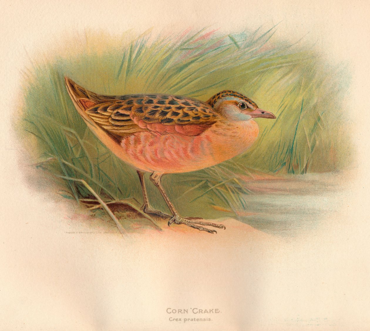 Derkacz kukurydziany Crex pratensis, 1900, 1900 autorstwa Charles Whymper