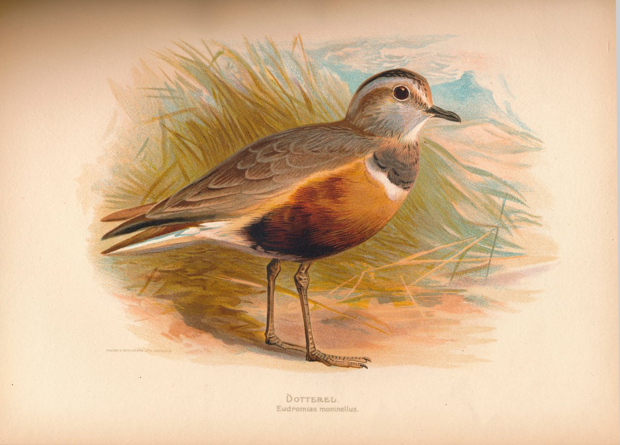 Dotterel Eabhasias morinellus, 1900, 1900 autorstwa Charles Whymper
