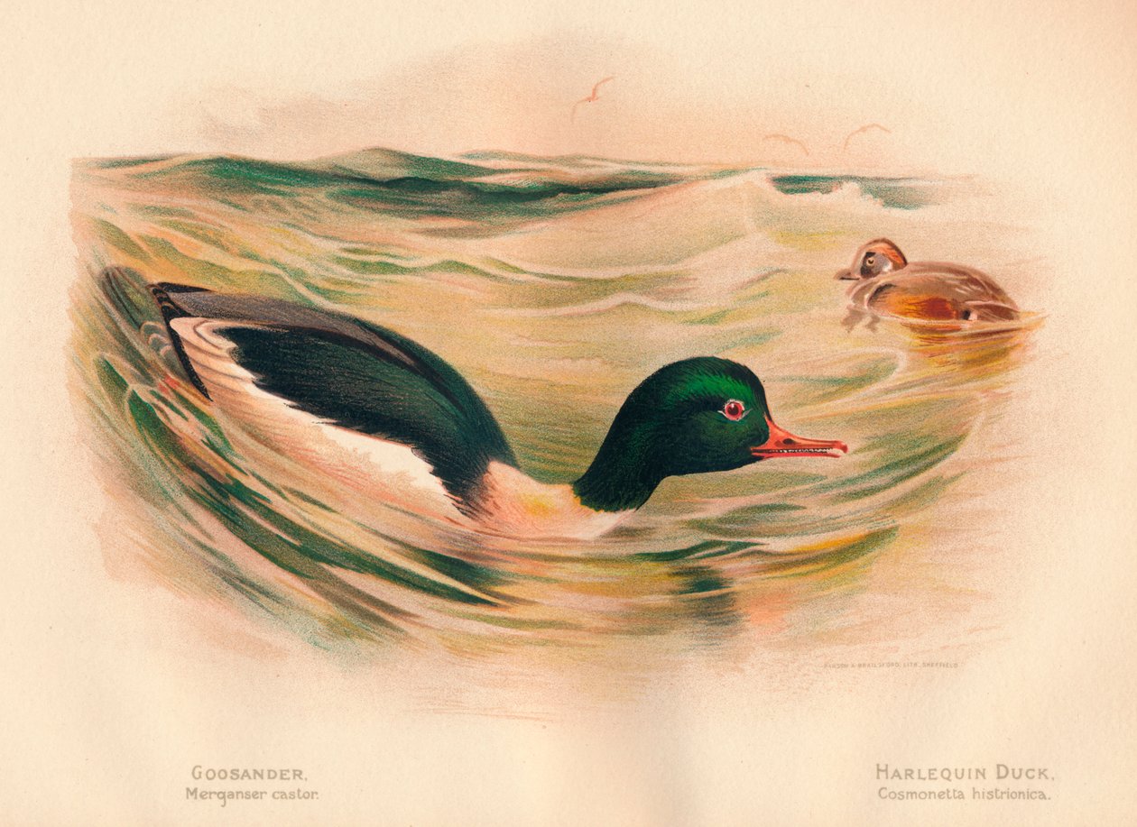 Goosander nurogęś rycynowy, kaczka arlekin Cosmonetta histrionica, 1900, 1900 autorstwa Charles Whymper