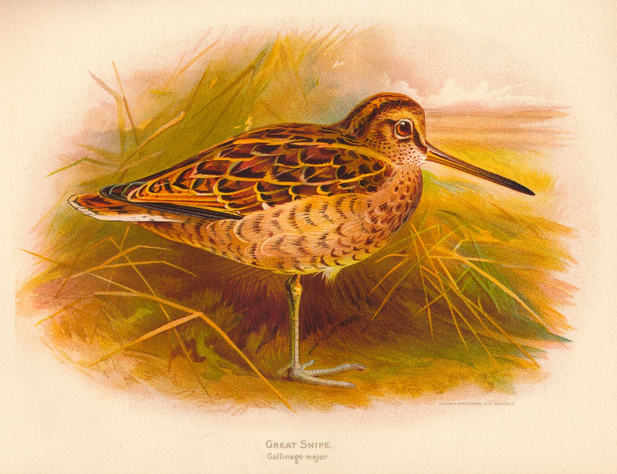Wielki dubelt Gallinago major, 1900, 1900 autorstwa Charles Whymper