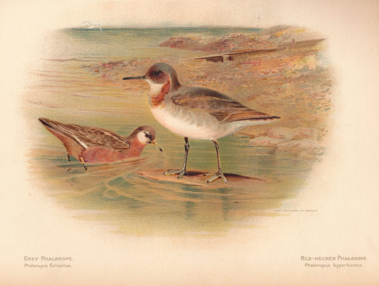 Szary Phalarope Phalaropus fulicarius, Czerwonoszyi Phalarope Phalaropus hyperboreus, 1900, 1900 autorstwa Charles Whymper