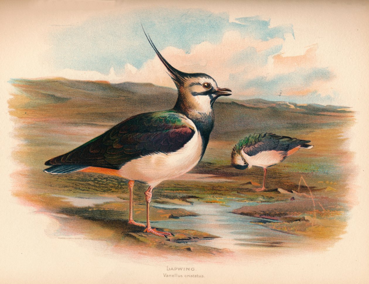 Czajka Vanellus cristacus, 1900, 1900 autorstwa Charles Whymper