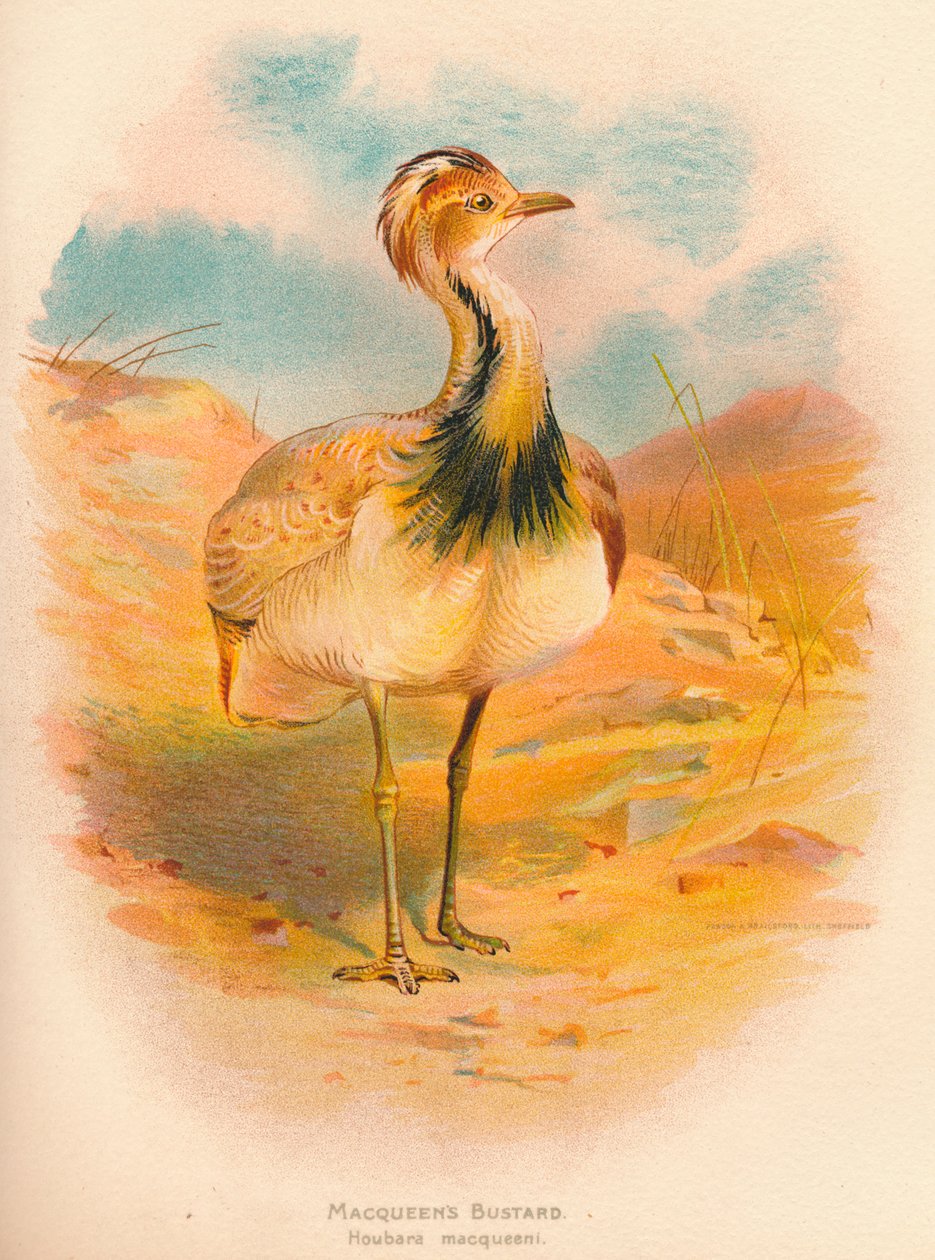 Macqueens drop Houbara macqueeni, 1900, 1900 autorstwa Charles Whymper