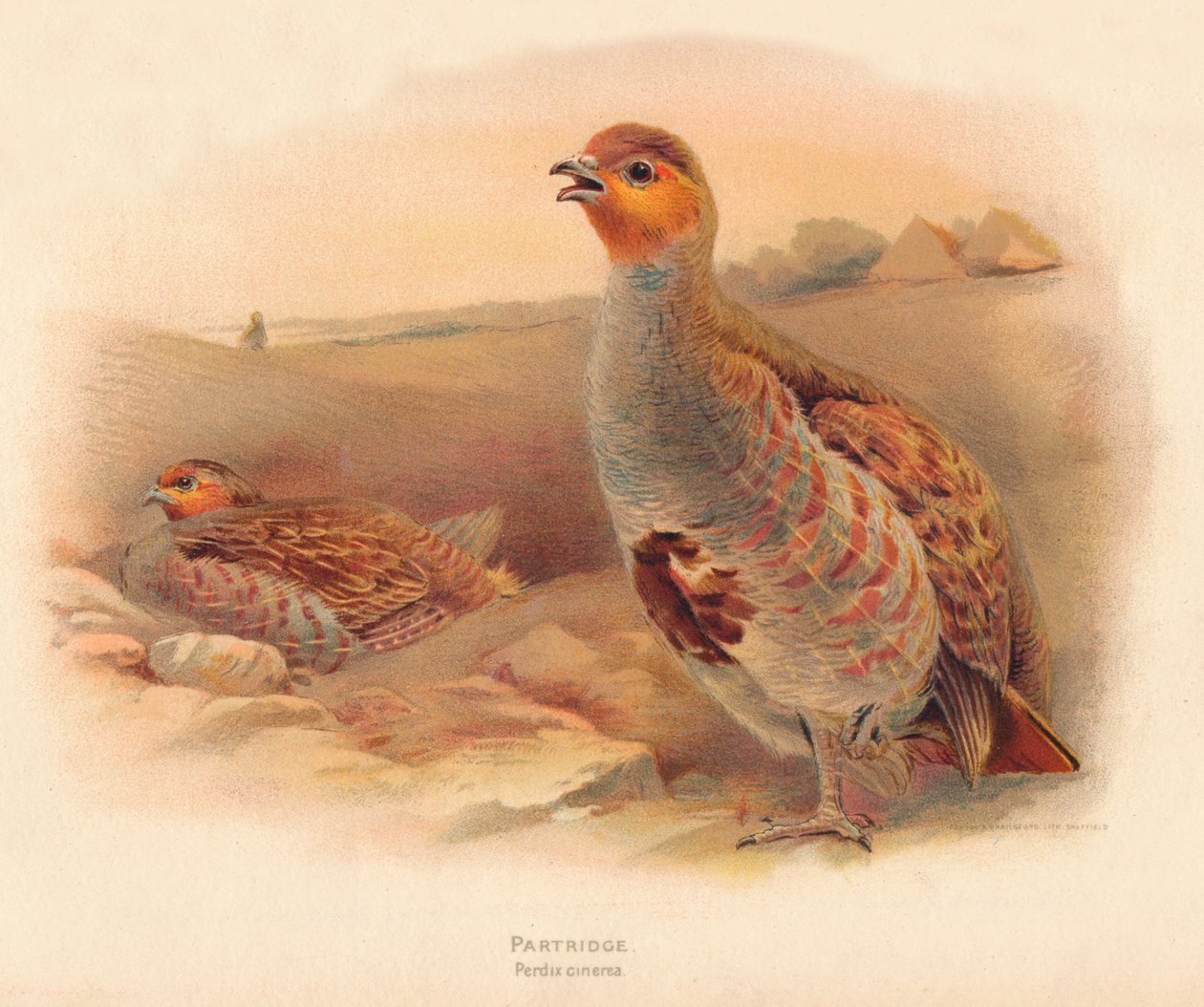 Kuropatwa Perdix cinerea, 1900, 1900 autorstwa Charles Whymper
