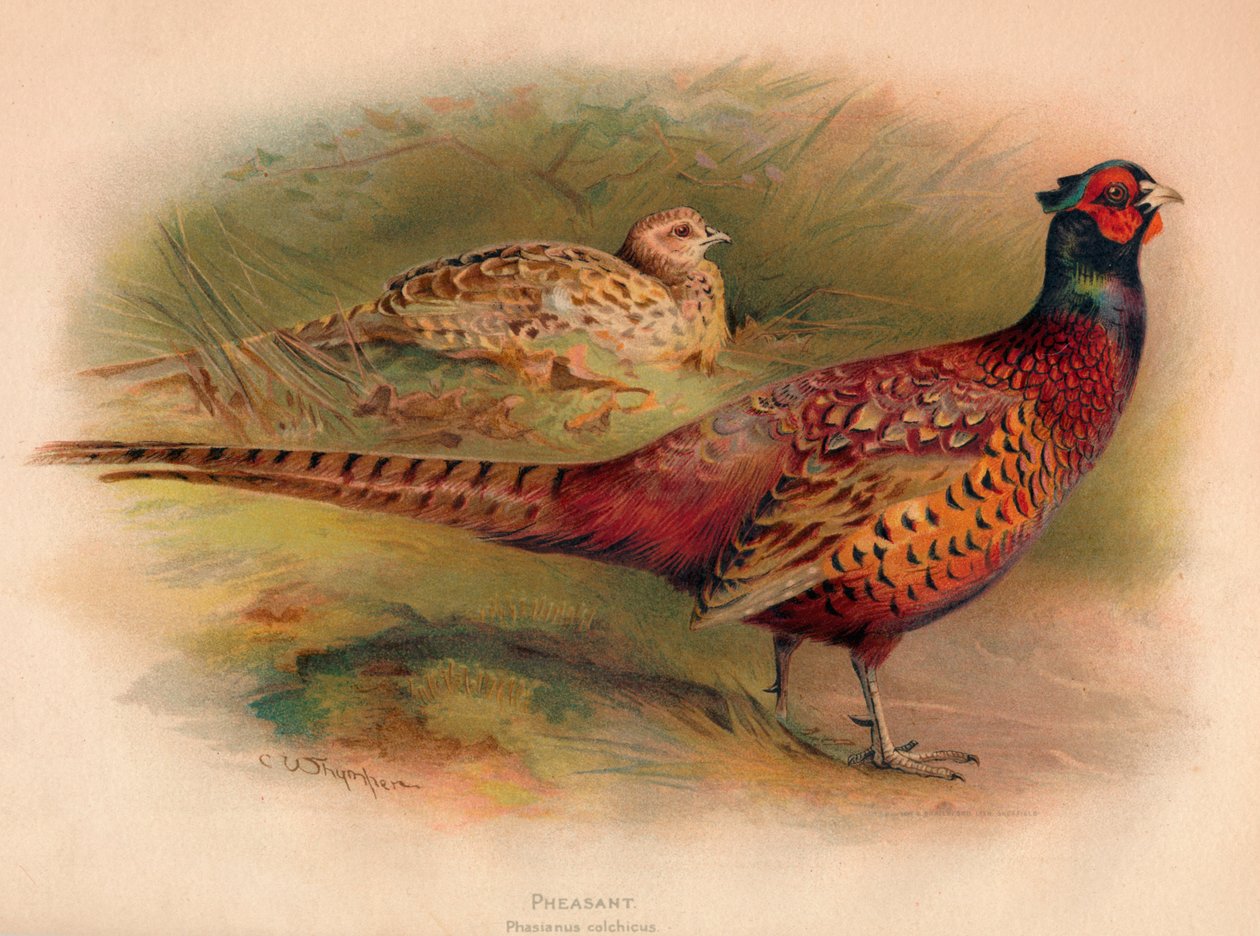 Bażant Phasianus colchicus, 1900, 1900 autorstwa Charles Whymper