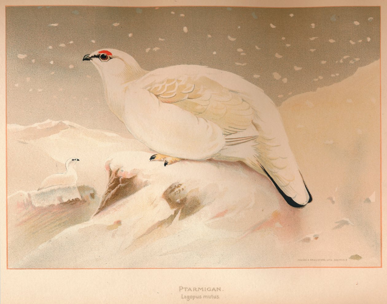 Ptarmigan Lagopus niemy, 1900, 1900 autorstwa Charles Whymper