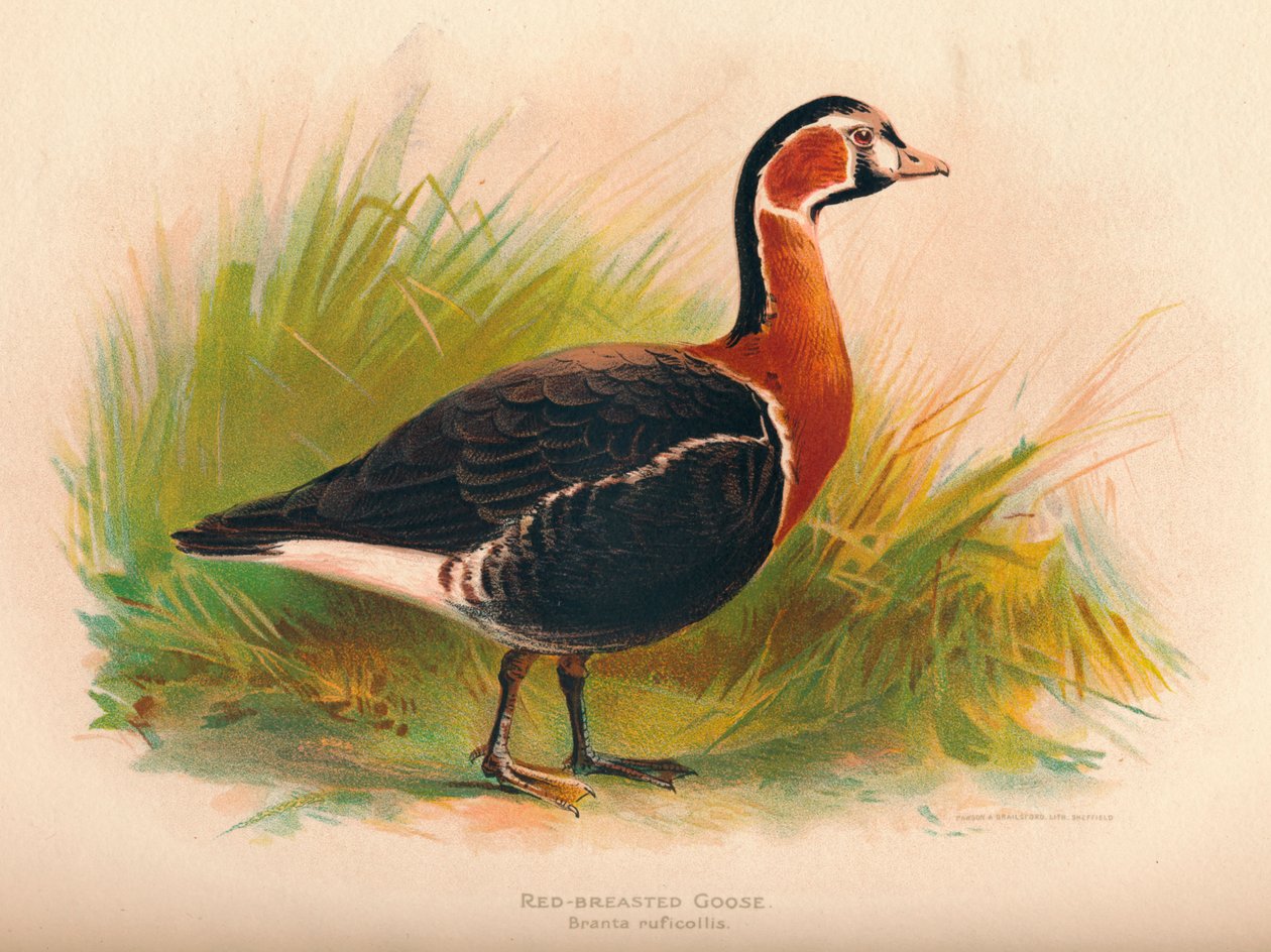 Gęś czerwonopierś Branta ruficollis, 1900, 1900 autorstwa Charles Whymper