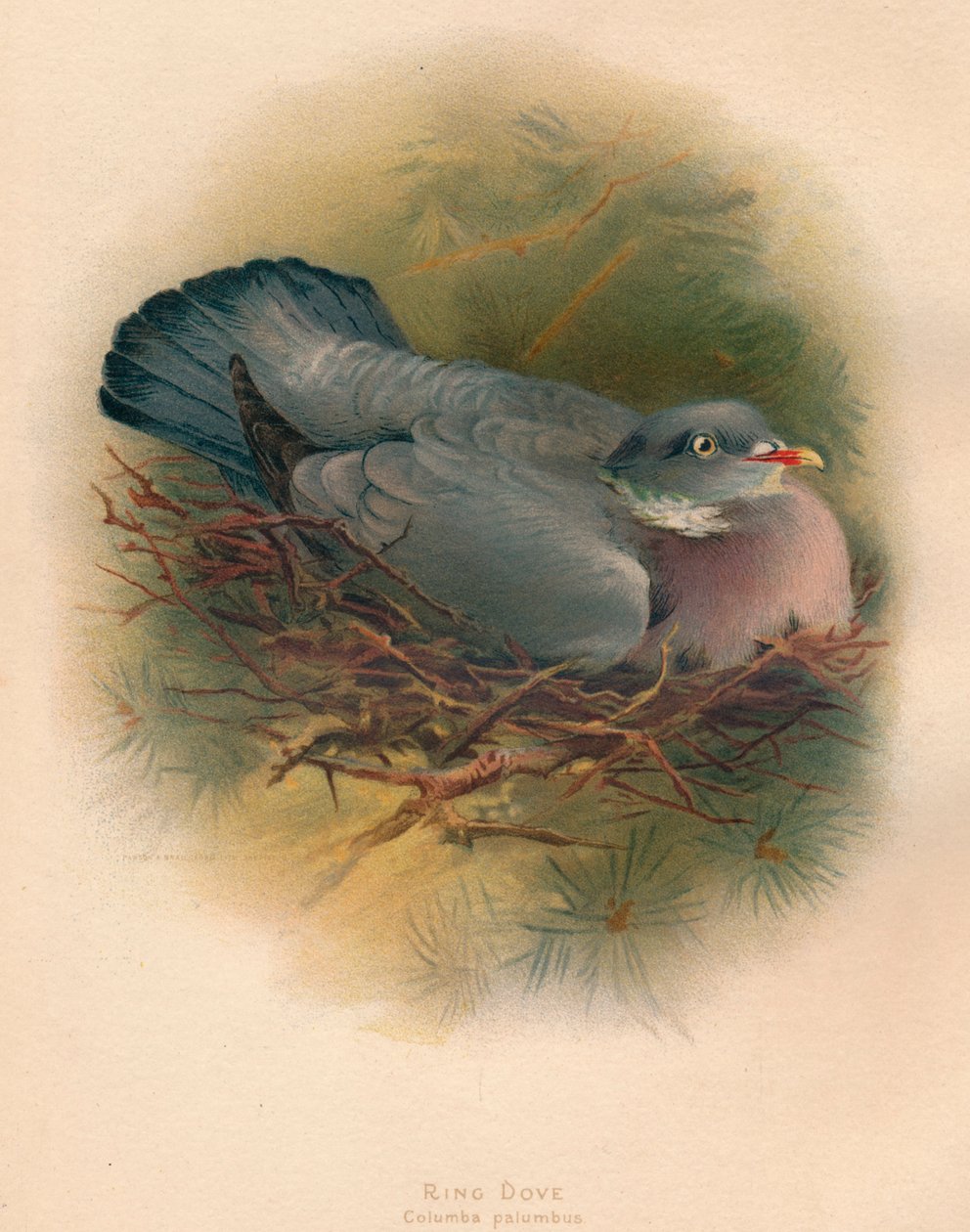 Pierścień Dove Columba palumbus, 1900, 1900 autorstwa Charles Whymper