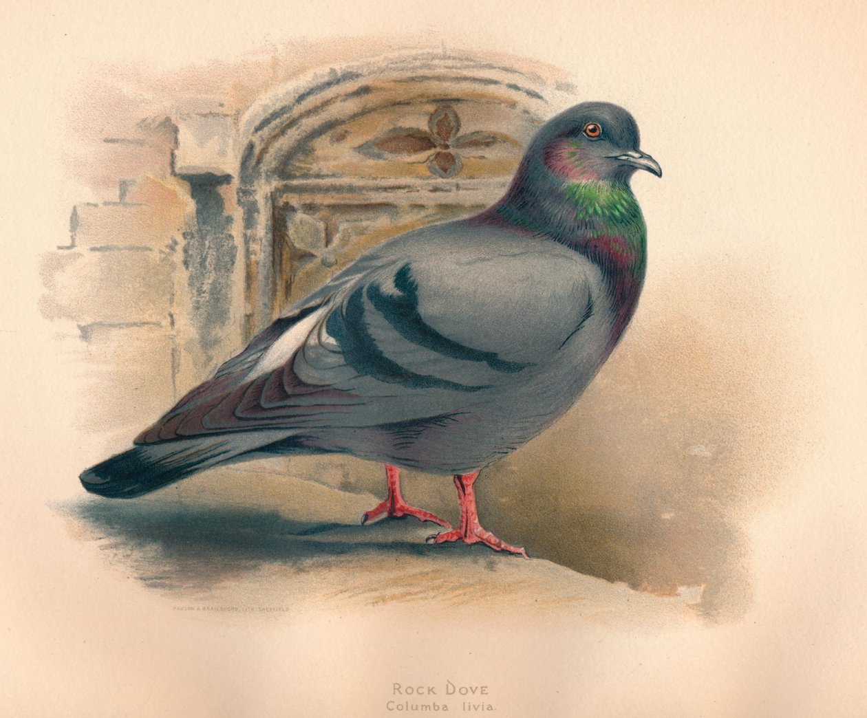 Rock Dove Columba livia, c1900, 1900 autorstwa Charles Whymper