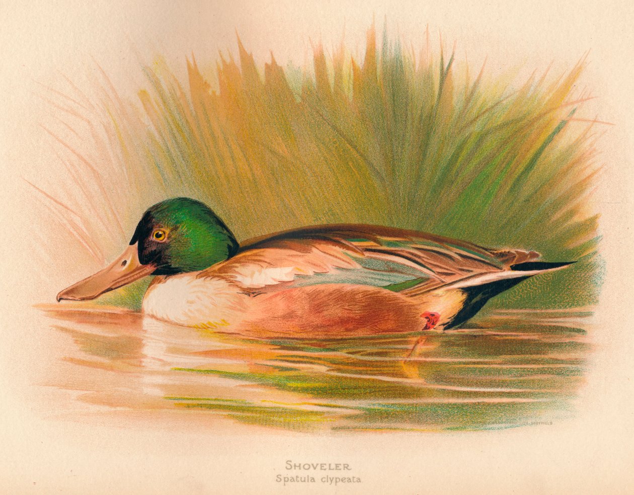 Łopata łopatkowa clypeata, 1900, 1900 autorstwa Charles Whymper