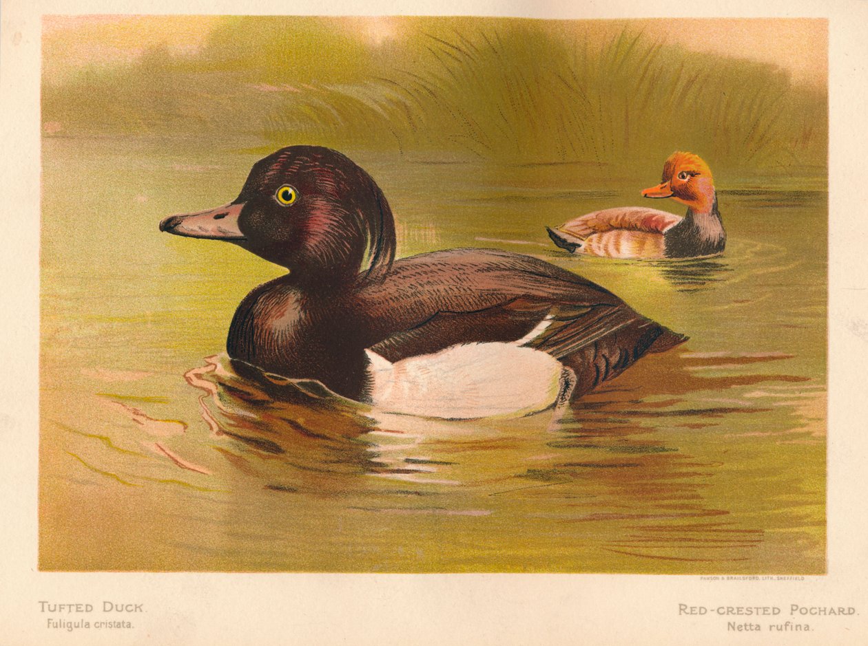 Czernica Fuligata cristata, Pochard grzebieniasty Netta rufina, 1900, 1900 autorstwa Charles Whymper