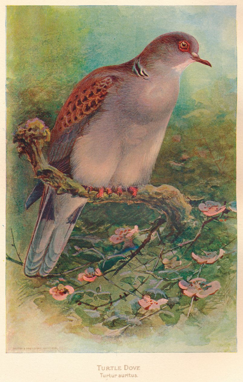 Żółw Gołębica Żółw Żółw, 1900, 1900 autorstwa Charles Whymper