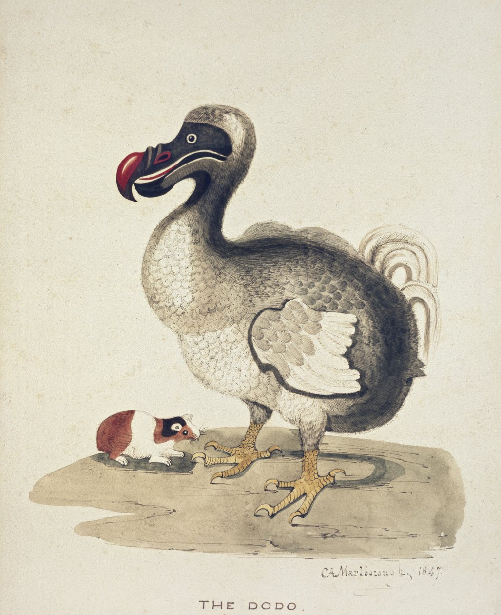 Studium Dodo i świnki morskiej, 1847 (akwarela z piórkiem i tuszem na białym papierze) autorstwa Charlotte Augusta Duchess of Marlborough Spencer Churchill