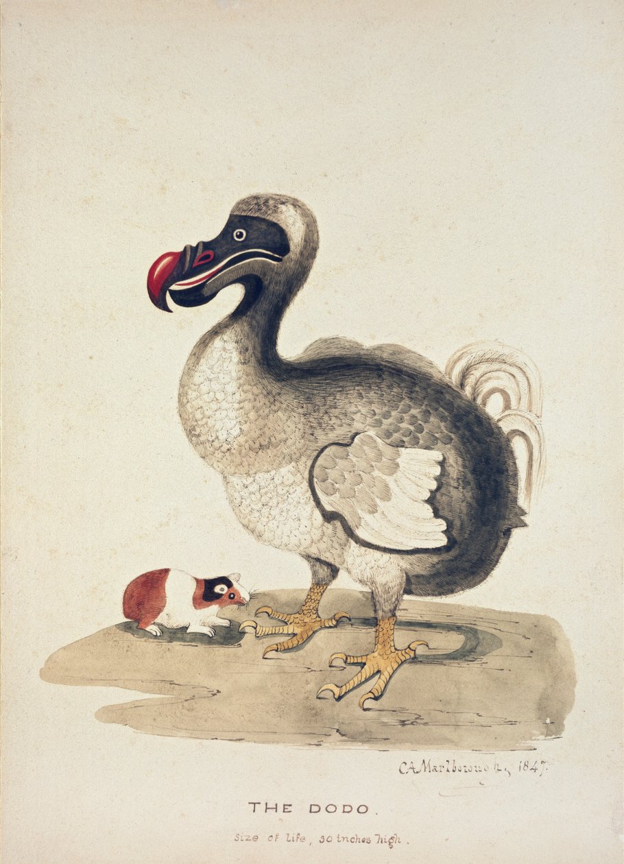 Badanie Dodo i świnki morskiej, 1847 autorstwa Charlotte Augusta Spencer Churchill