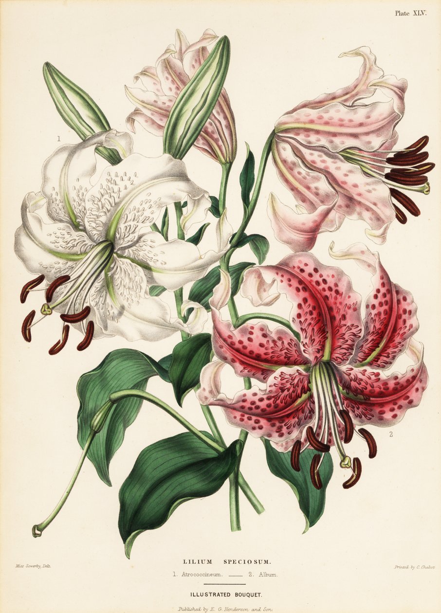 Japońskie odmiany lilii, Lilium specioseum autorstwa Charlotte Caroline Sowerby