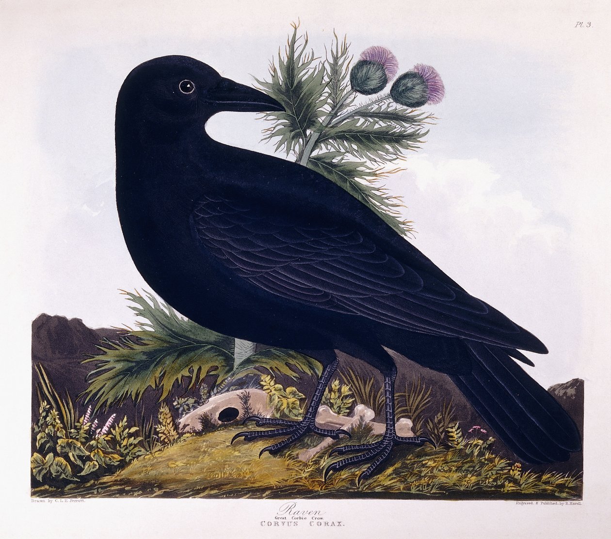 Raven: Wielka wrona Corbie autorstwa Charlotte L. E. Perrott