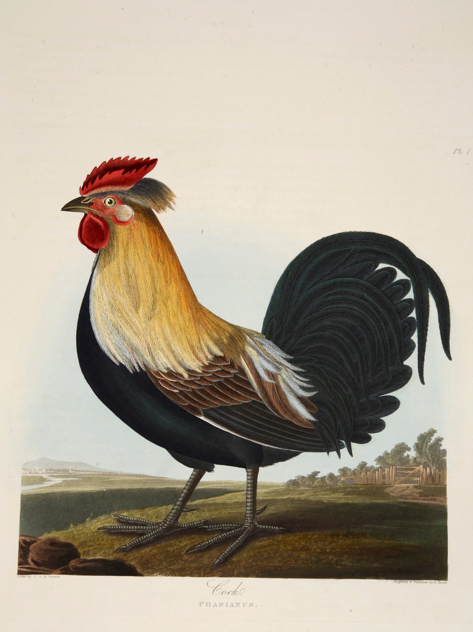Kogut, Fasianus, wyd. 1835 Grawerowanie ręcznie kolorowane. autorstwa Charlotte Lousia Emily Perrott