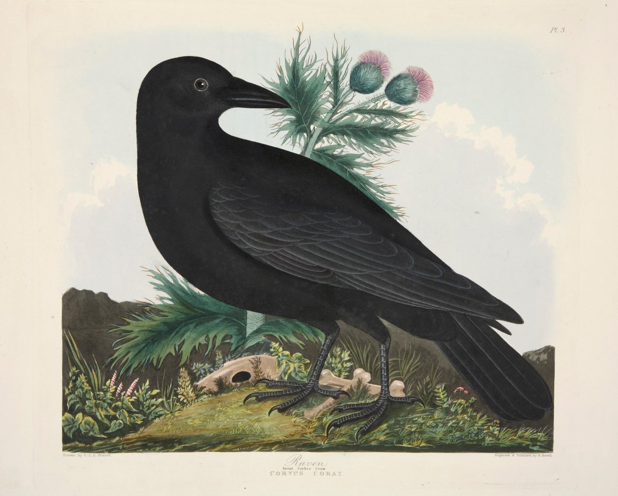 Kruk, Corvus Corai, wyd. 1835 Grawerowanie ręcznie kolorowane. autorstwa Charlotte Lousia Emily Perrott