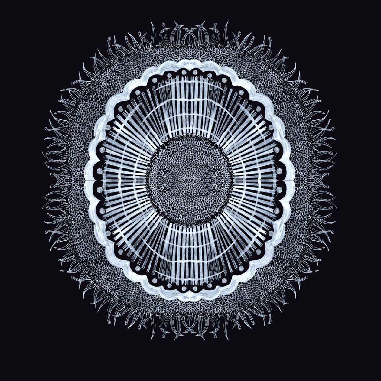 Plant Cell 0.2, 2019 (pióro i atrament) autorstwa Charlotte Orr