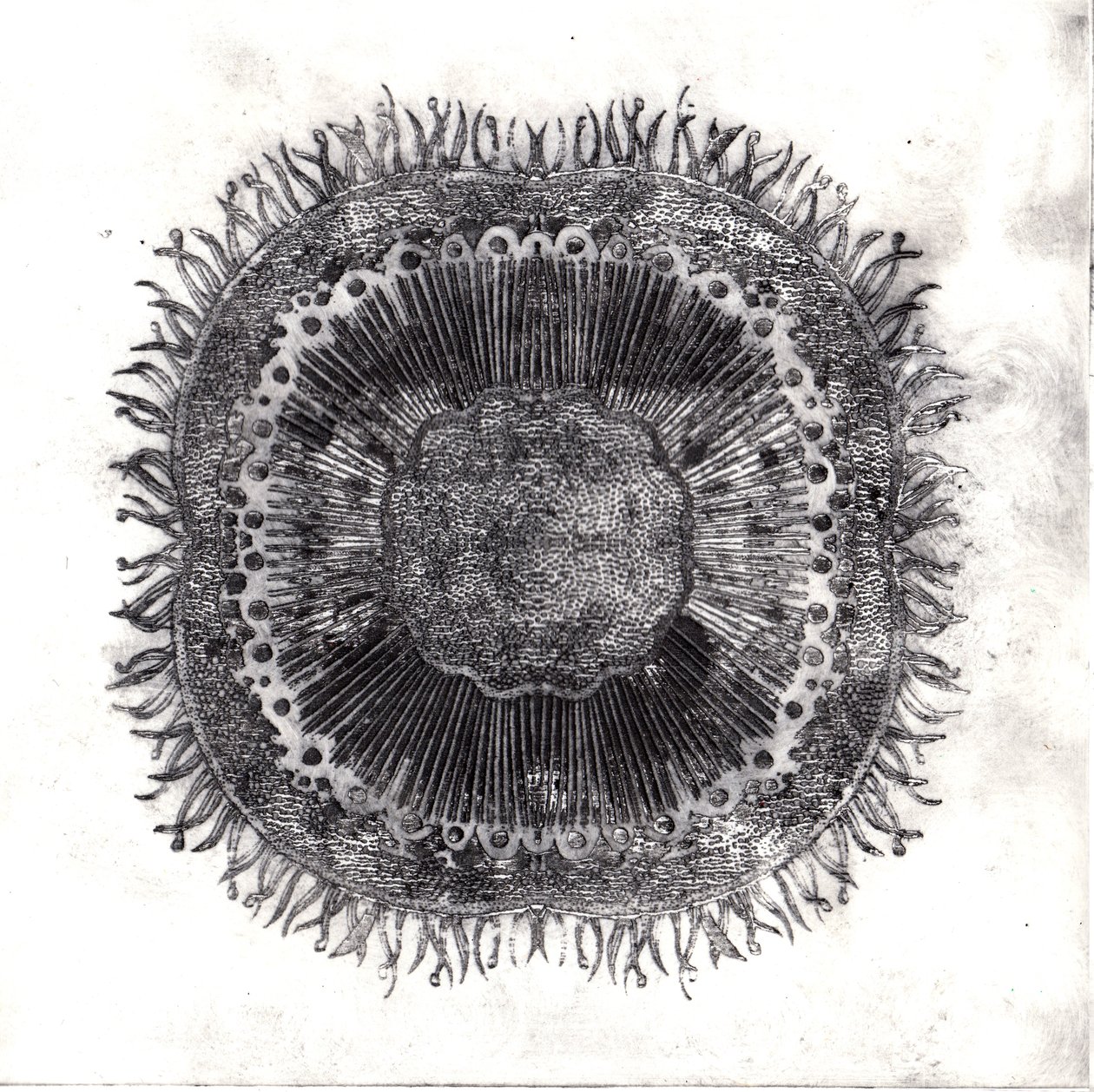 Plant Cells, 2019 (trawienie suchej temperatury) autorstwa Charlotte Orr