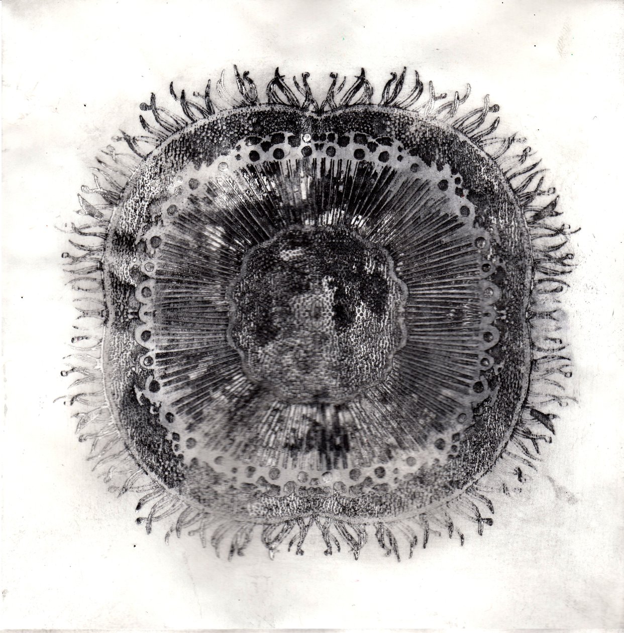 Plant Cells, 2019 (trawienie suchej temperatury) autorstwa Charlotte Orr