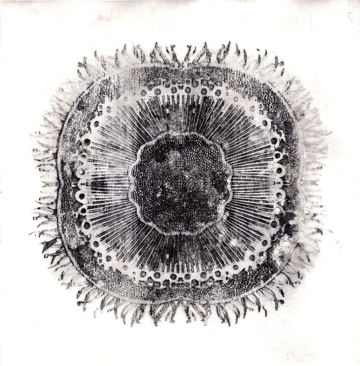 Plant Cells, 2019 (trawienie suchej temperatury) autorstwa Charlotte Orr
