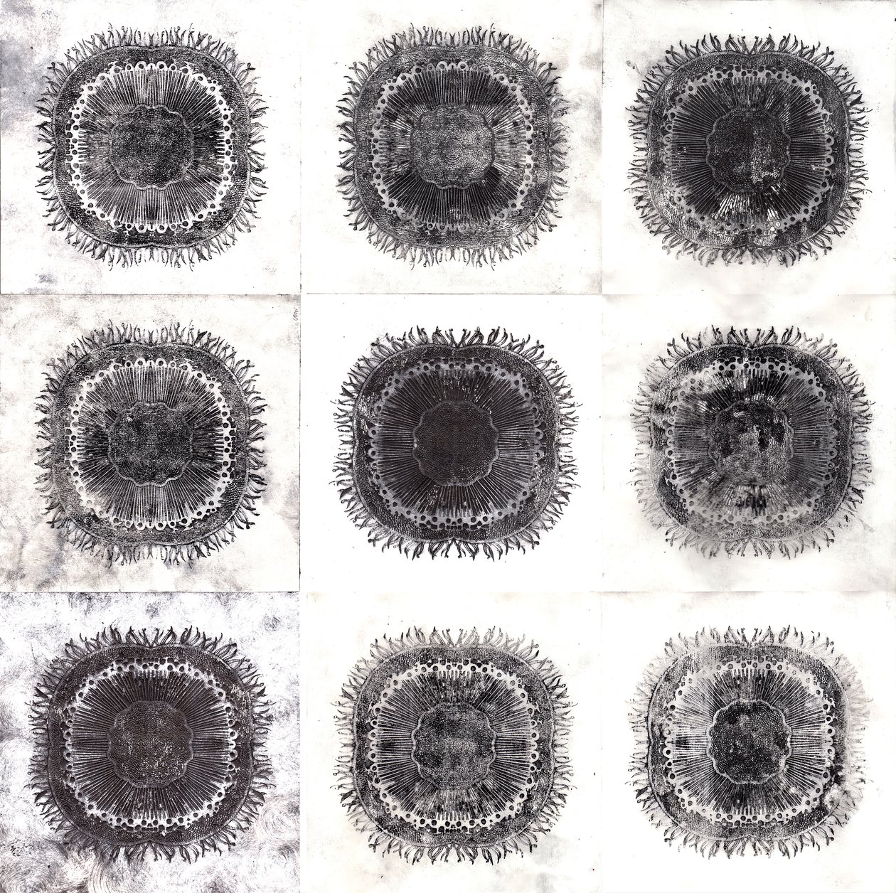 Plant Cells, 2019 (trawienie suchej temperatury) autorstwa Charlotte Orr