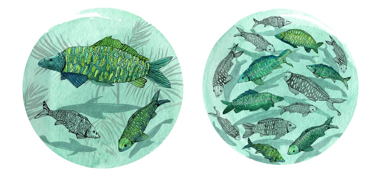 Small Fish Big Pond, 2018 (pióro i atrament, akwarela i cyfrowe) autorstwa Charlotte Orr