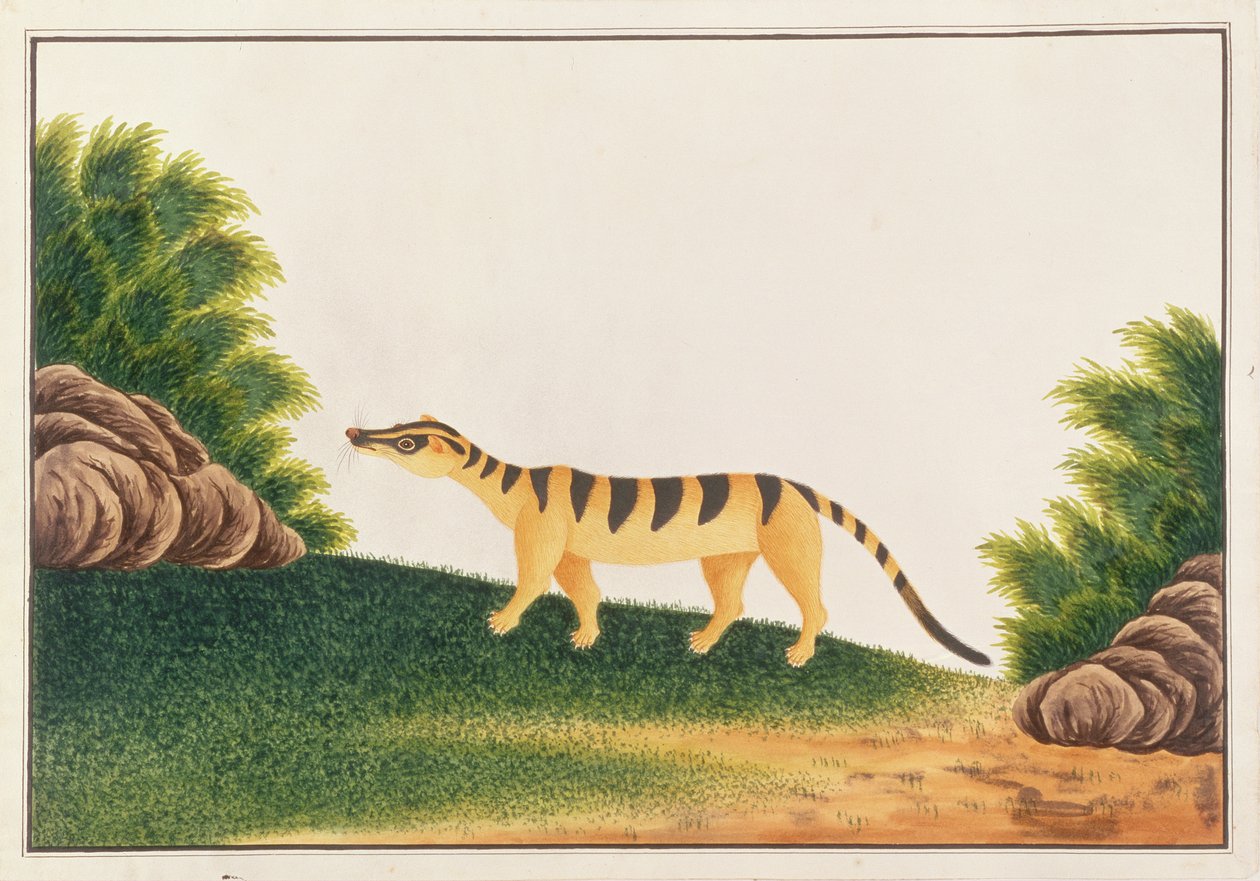 Cywet palmowy, z Rysunków zwierząt, owadów i gadów z Malakki, ok. 1805-18 (wc i gwasz na papierze) autorstwa Chinese School