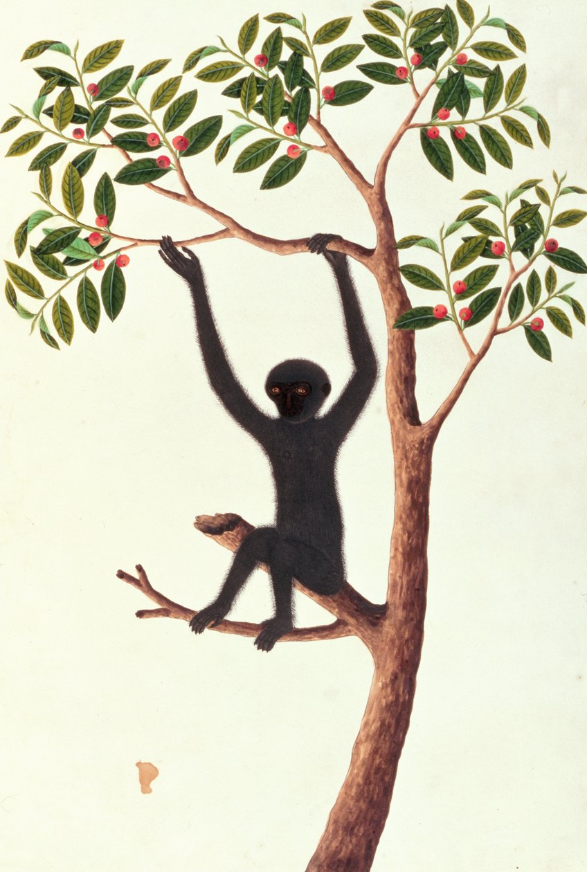 Czarna długozbrojna małpa, Ongka Pitam, z Rysunków zwierząt, owadów i gadów z Malakki, ok. 1805-18 (wc i gwasz na papierze) autorstwa Chinese School