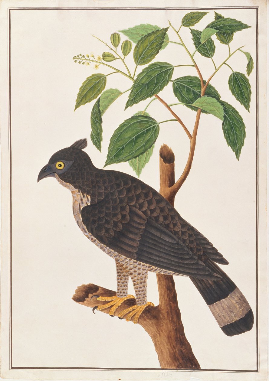 Blyths Hawk Eagle, z Rysunków ptaków z Malakki, ok. 1805-18 (wc na papierze) autorstwa Chinese School