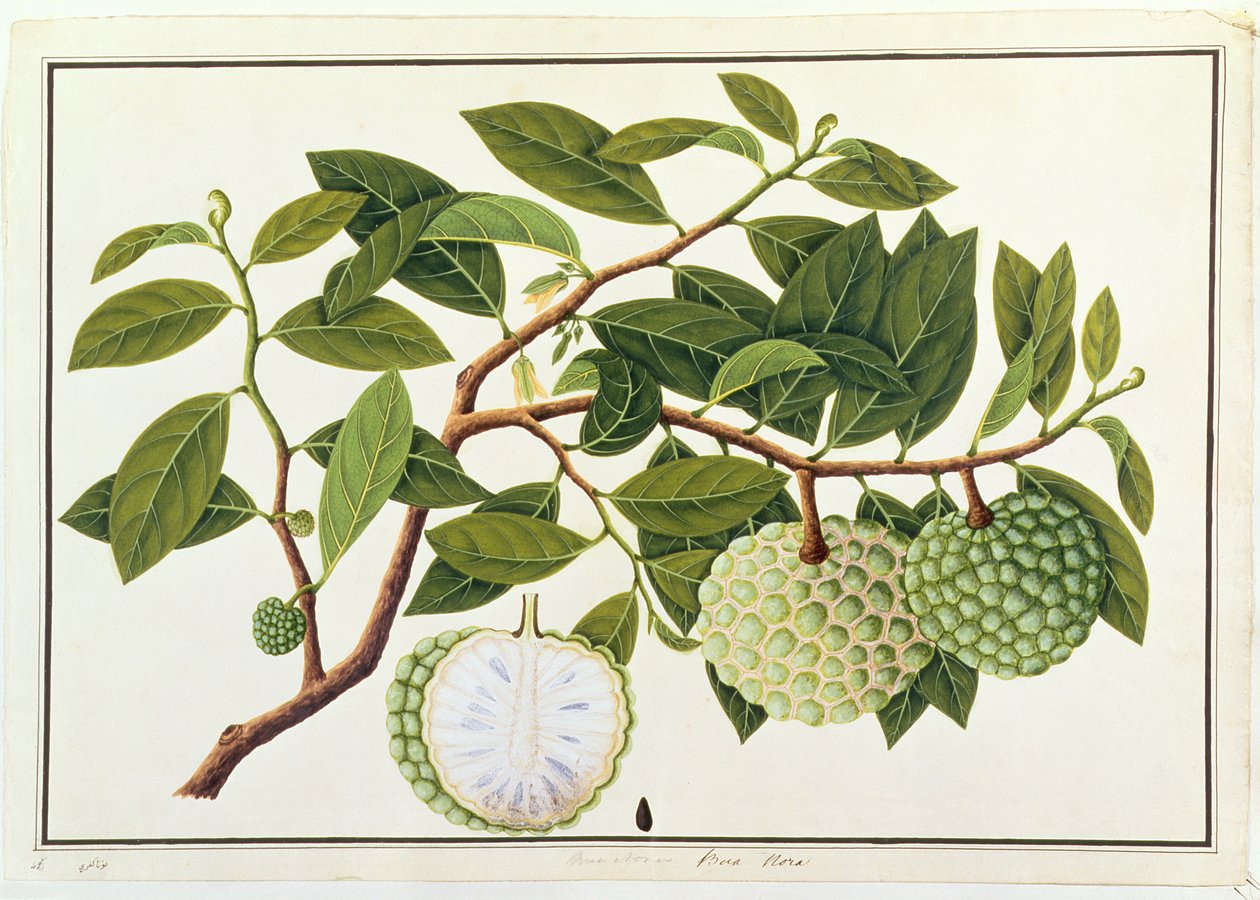 Bua Nora, Rysunki roślin z Malakki, ok. 1805-18 (wc na papierze) autorstwa Chinese School
