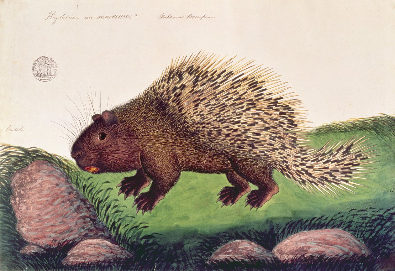 Dammai Batoo, z Rysunków zwierząt, owadów i gadów z Malakki, ok. 1805-18 (gwasz i toaleta na papierze) autorstwa Chinese School